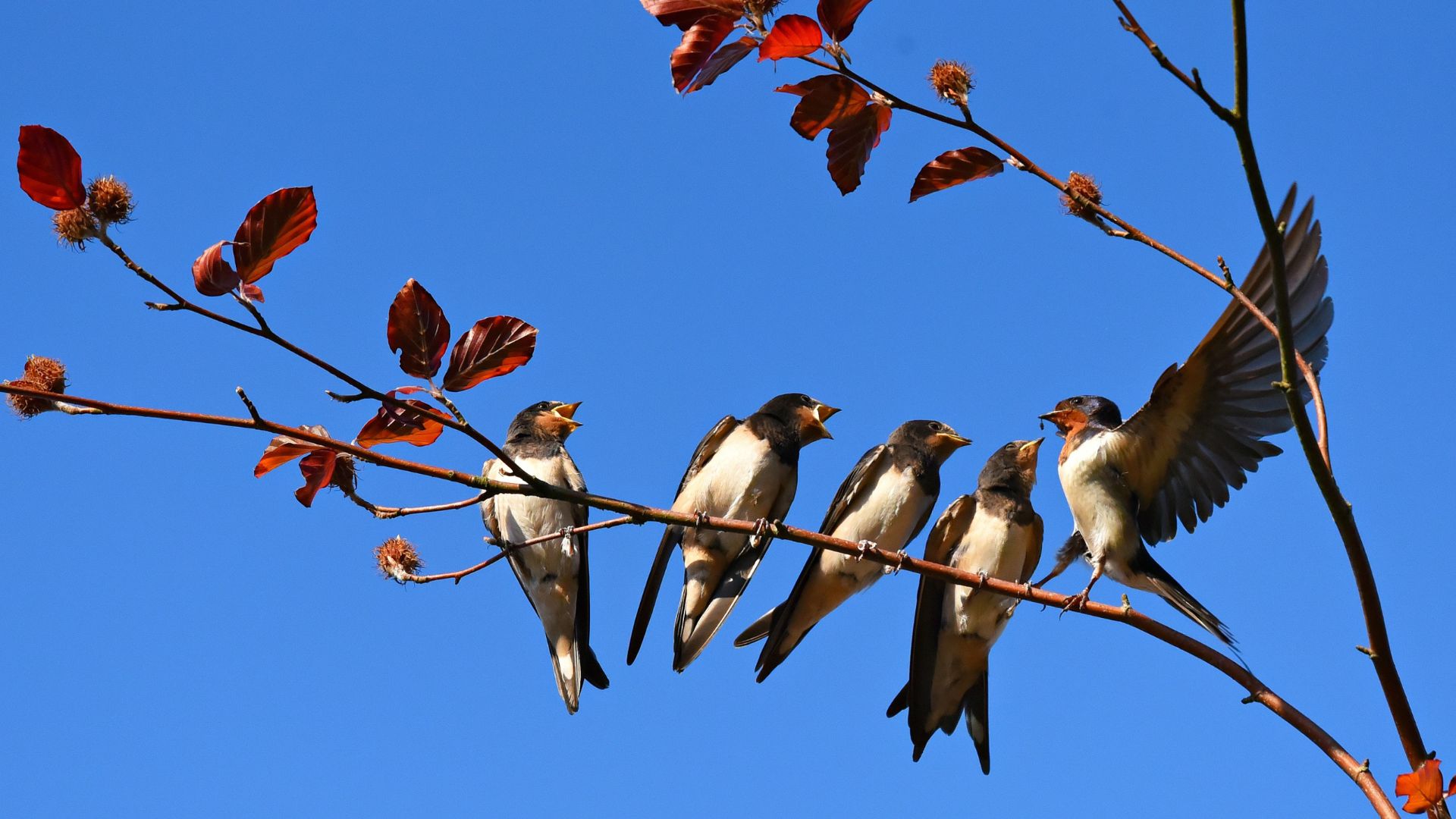 tavasz es husvet az ovodaban fecske